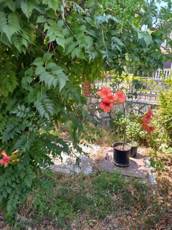 Traveler'S Rest - Near Podgorica Airport Hostel Mitrovici  Bagian luar foto